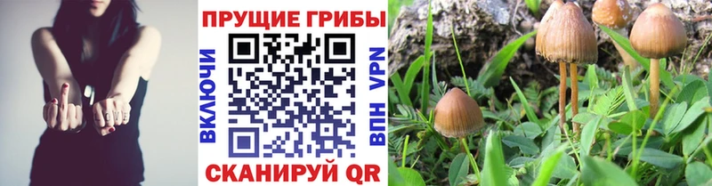 Галлюциногенные грибы Psilocybine cubensis  закладка  Черемхово 